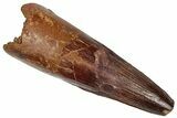 Fossil Spinosaurus Tooth - Real Dinosaur Tooth #305806-1